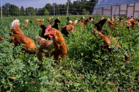Ep. 137 Poultry Fencing Image